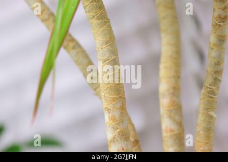 Tronchi Dracaena Foto Stock