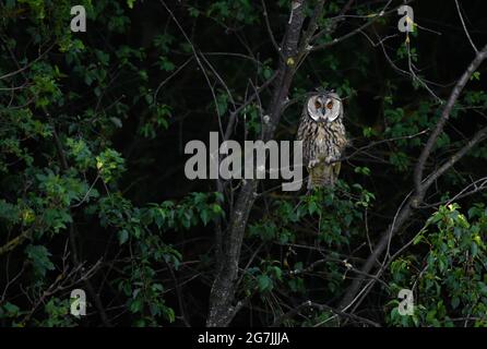 Gufo nascosto negli alberi, caccia e nascondimento di gufo a long-eared, occhi luminosi di un gufo, focalizzato asio otus in attesa di preghiera, uccello aristocratico Foto Stock