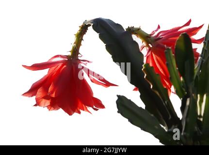 Rosso fiore di cactus isolato su sfondo bianco Foto Stock