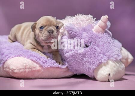 Piccolo cucciolo francese di cane Bulldog giacente su morbido unicorno viola peluche Foto Stock