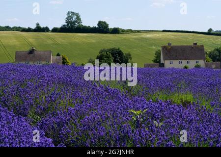 Cotswold Lavender a Snowshill nel Cotswolds nella campagna inglese Inghilterra Regno Unito Foto Stock