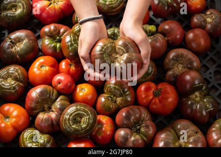 Pomodori organici deformati a causa della pioggia dopo la siccità. Pomodoro tenuto in mano. Concetto di giardinaggio organico. Foto Stock