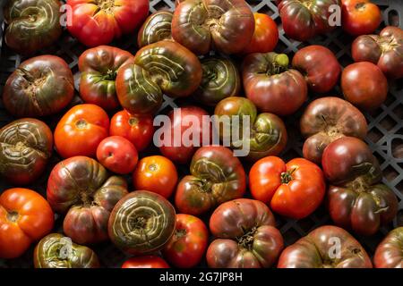 Pomodori biologici al mercato agricolo esposti per la vendita. Agricoltura biologica o concetto di giardinaggio. Foto Stock