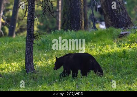 American Black Bear, Ursus americanus, foraggio nella foresta su Bureau of Land Management terra vicino alla città fantasma di Garnet, Montana, Stati Uniti Foto Stock