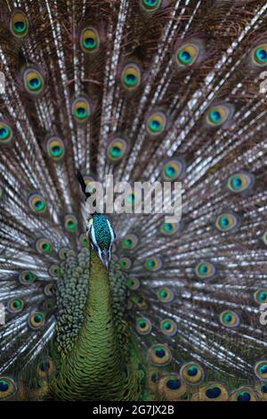 La pafowl giavanese verde (Pavo muticus) è visibile in una mostra di piume spalmate allo Zoo di Bali a Gianyar, Bali, Indonesia. Foto Stock