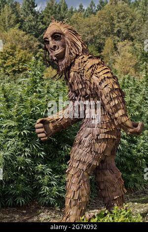 Bigfoot che passa attraverso il campo di canapa matura Lifter' Strain, Cannabis sativa, folklore del Nord America. Foto Stock