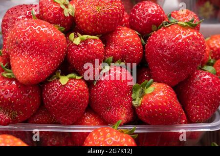 Fragole fresche, un vassoio con fragole succose mature da vicino al mercato agricolo Foto Stock