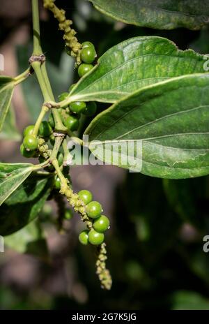 peppercorn pod primo piano in coltivazione biologica di pepe fattoria in kampot cambogia Foto Stock