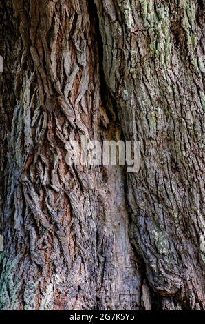 Un albero di quercia vivo di 200 anni mostra danni alla corteccia, 1 luglio 2021, a Ocean Springs, Mississippi. Foto Stock