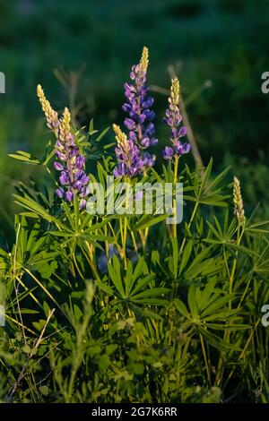 Lupin, Lupinus sp., fiorente nelle montagne del Garnet, Montana, Stati Uniti Foto Stock