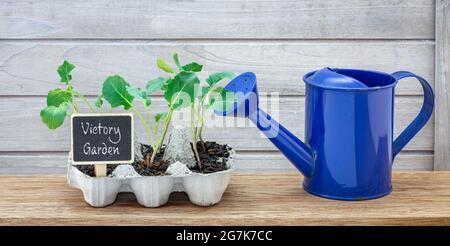 cartone di uovo riciclato utilizzato per crescere semenzali vittoria segno giardino, vita sostenibile Foto Stock