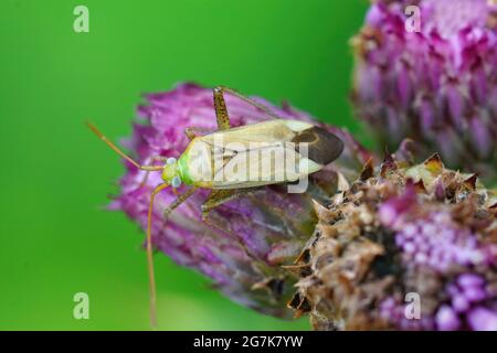 Primo piano di un bug di una pianta di erba medica appollaiato su un fiore Foto Stock