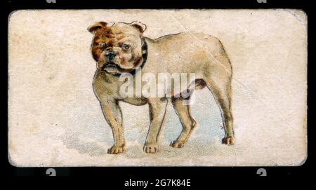 La scheda di inserto da collezione raffigurante un bulldog è stata inclusa nel pacchetto di sigarette all'inizio del 1900. Foto Stock