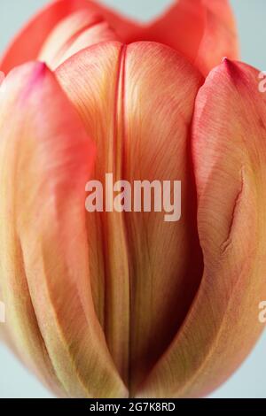 Un estremo primo piano di un tulipano. Foto Stock