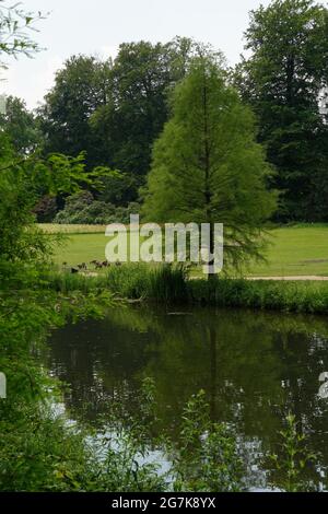 Albero a il vicino lago in un parco ben curati presso il castello di Schloss Dyck, Juechen, Germania Foto Stock