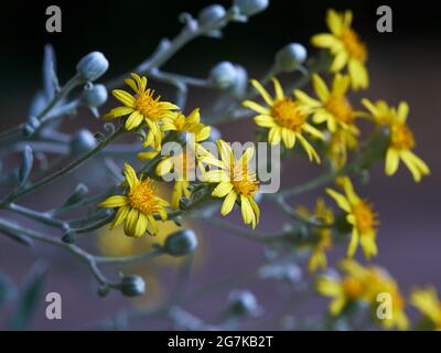 Fuoco selettivo dei fiori e delle gemme in fiore del ragwart sul cespuglio Foto Stock