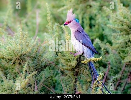 Blue Naped Mousebird che canta su un albero in Kenya Foto Stock