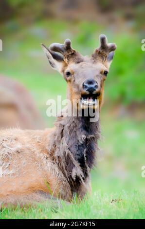 Alci in Alaska molting e sentirsi molto crabby Foto Stock