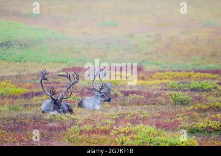 Coppia di alci in Alaska che spacchiano fuori sul fogliame Foto Stock