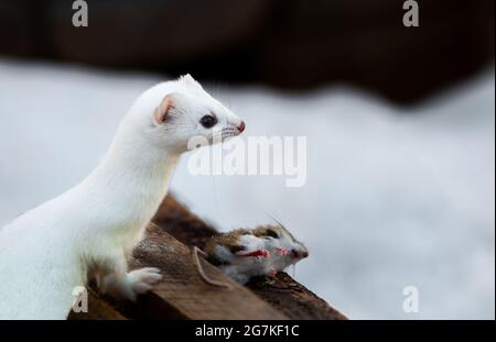 Ermine anche conosciuto come stoat in Sax SIM Bog Foto Stock