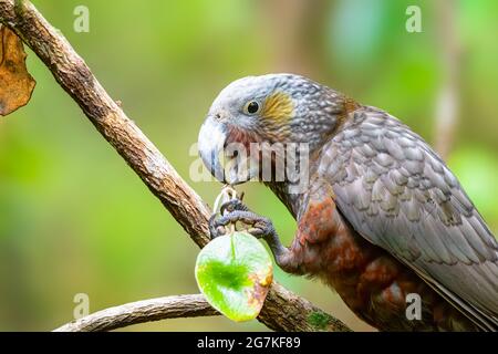 Il Kaka è un grande pappagallo che abita nella foresta e che assomiglia al Kea che vive nelle aree alpine. Kaka, Kea e Kakapo sono tutti endemici di New Zeala Foto Stock