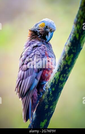 Il Kaka è un grande pappagallo che abita nella foresta e che assomiglia al Kea che vive nelle aree alpine. Kaka, Kea e Kakapo sono tutti endemici di New Zeala Foto Stock