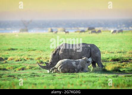 Rhino un tempo girovagava in molti luoghi in Europa, Asia e Africa ed era noto ai primi europei che li raffiguravano nelle pitture rupestri Foto Stock