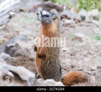 Il marmot, detto anche mandrino da roccia, è un grande scoiattolo di terra dal corpo storto nel genere delle marmotte Foto Stock