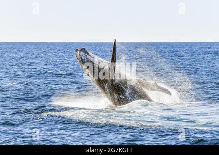 Balena che si mostra durante la bretata in oceano Foto Stock