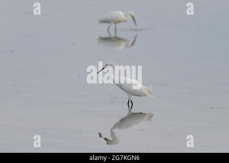 Due Snowy Egrets cacciano in acque poco profonde al Bear River Migratory Bird Refuge, nel nord dello Utah. Foto Stock