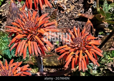 Aloe di sapone sudafricano (aloe saponaria), giardino botanico, San Francisco, California, U.S.A Foto Stock