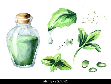 Set di olio essenziale di menta piperita. Illustrazione disegnata a mano con acquerello Foto Stock