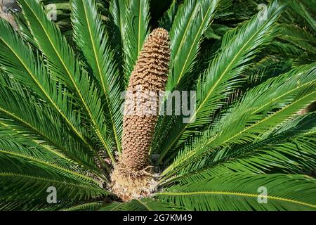 Un cono arancione maturo come la palma di sago maschio Cycas revoluta fiore circondato da alti fronti verdi palma-simili Foto Stock