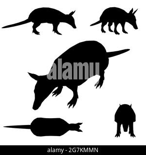 Set con silhouette di un armadillo animale in diverse posizioni isolate su uno sfondo bianco. Illustrazione vettoriale. Illustrazione Vettoriale