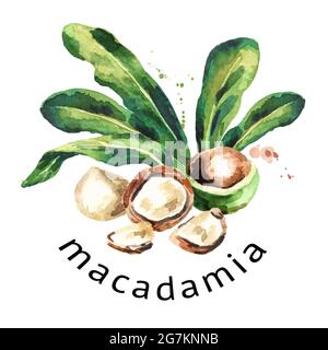 Macadamia noci composizione rotonda. Illustrazione disegnata a mano con acquerello Foto Stock