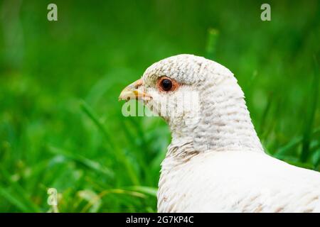 Gallina fagiano in primo piano laterale su sfondo verde. Foto Stock