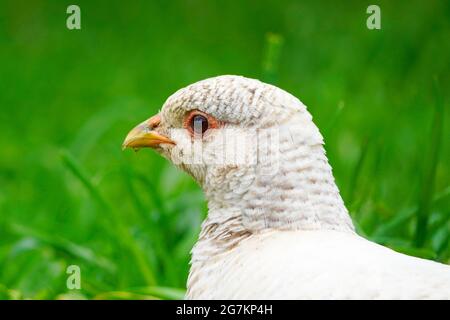 Gallina fagiano in primo piano laterale su sfondo verde. Foto Stock