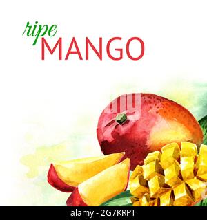 Mango sfondo. Illustrazione disegnata a mano con acquerello Foto Stock