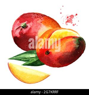 Frutti di mango. Immagine disegnata a mano con acquerello isolata su sfondo bianco Foto Stock