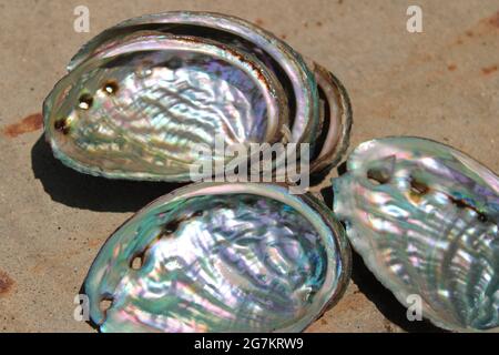 Conchiglie Abalone, che rivelano interni luminosi Foto Stock