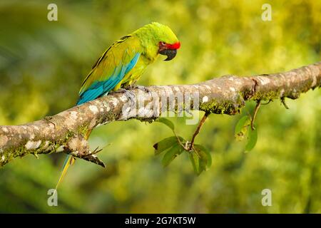 Ara ambigua, pappagallo verde Grande-Verde Macaw su albero. Uccello raro selvaggio nell'habitat naturale, seduto sul ramo in Costa Rica. Scena della fauna selvatica in trop Foto Stock