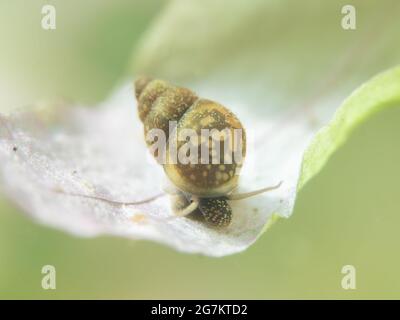 Lumaca d'acqua dolce (Bithyniidae) su una pianta acquatica , Renania Settentrionale-Vestfalia , basso Reno , Germania Foto Stock