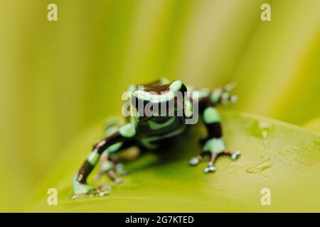 Rana velata in foglie verdi. Rana verde nera di veleno, Dendrobates auratus, in habitat naturale. Bella rana di mottley da foresta tropicale in Sud A. Foto Stock