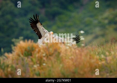 Avvoltoio egiziano, Neophron percnopterus, grande uccello di preda seduto sulla pietra in habitat naturale, Madzarovo, Bulgaria, Rodopi orientali. Avvoltoio bianco Foto Stock