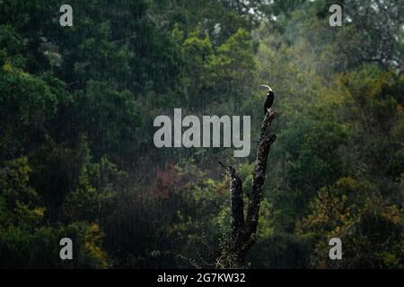 Uccello in habitat, pioggia pesante in foresta tropicale. Anhinga indiana, uccello d'acqua con grandi alberi verdi sullo sfondo. Uccello d'acqua nell'habitat naturale. BI Foto Stock