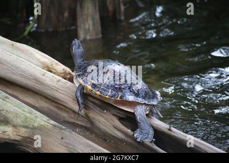 Primo piano di una tartaruga rilassante sul tronco d'albero in acqua Foto Stock