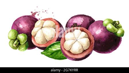 Frutta di Mangosteen, illustrazione disegnata a mano di acquerello isolata su sfondo bianco Foto Stock