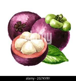 Frutta mature di Mangosteen fresca, illustrazione disegnata a mano di acquerello, isolata su sfondo bianco Foto Stock