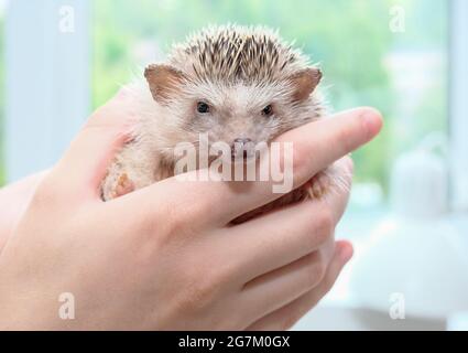 Riccio pigmeo africano seduto sulle mani. Carino hedgehog fatto in casa guarda la fotocamera. Foto di alta qualità Foto Stock