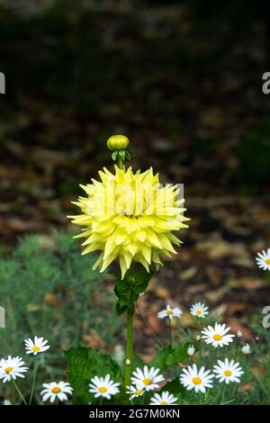 Dahlia Trooper Dan fiore in un giardino inglese. REGNO UNITO Foto Stock
